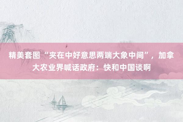 精美套图 “夹在中好意思两端大象中间”，加拿大农业界喊话政府：快和中国谈啊